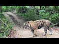 Tiger Akash T64 Ranthambore