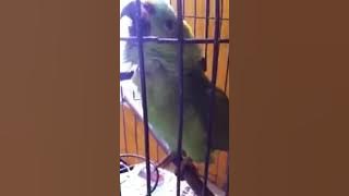 Download lagu Suara burung sedih