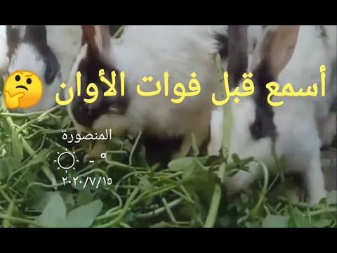 فيديو: تسمم الأرانب