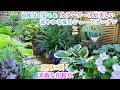 【半日陰の庭づくり】【カラーリーフ寄せ植え】【宿根草&ローメンテナンスな庭】【日向に咲く暑さに強い宿根草】【超楽に液体肥料をあげる】ガーデニング