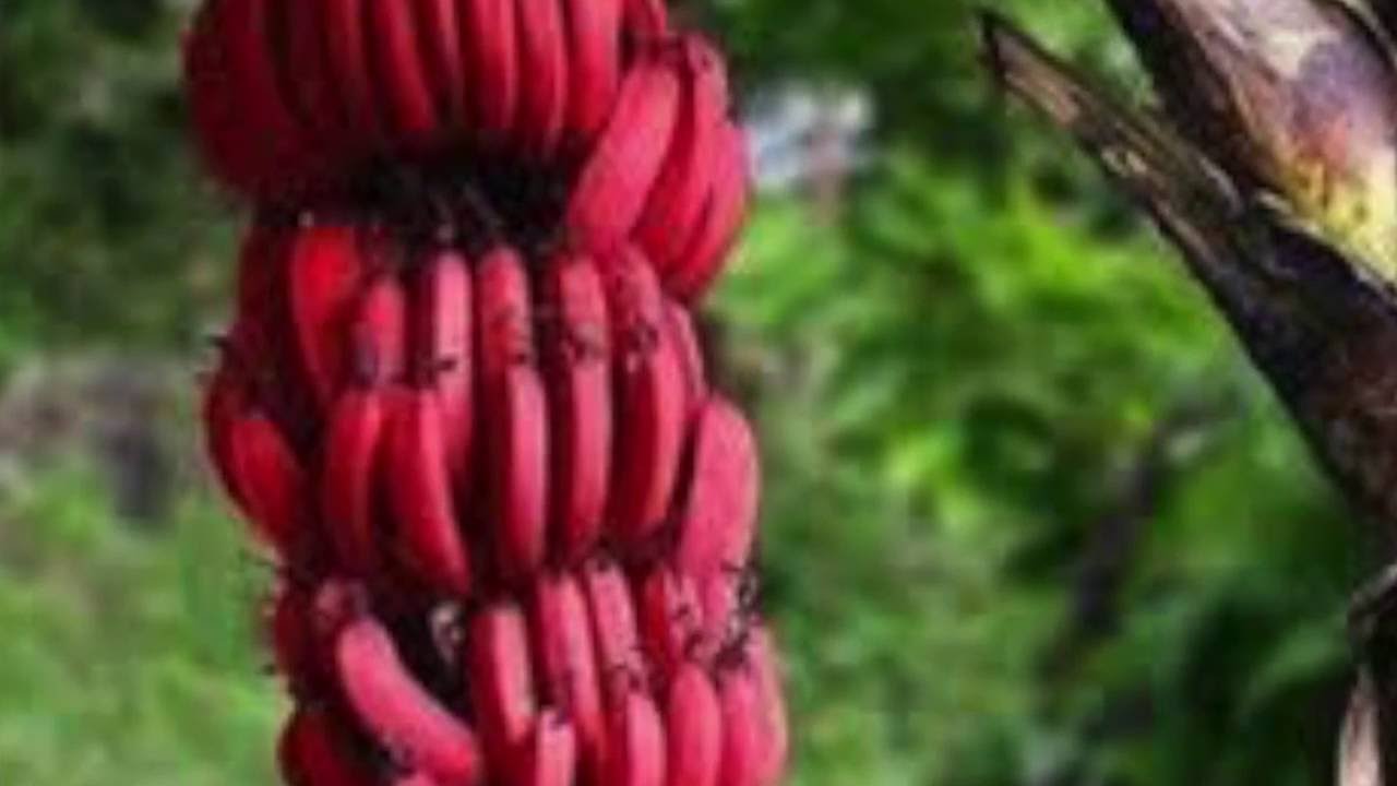 RED BANANA 🍌🍌Mandela Effect🍌 YouTube