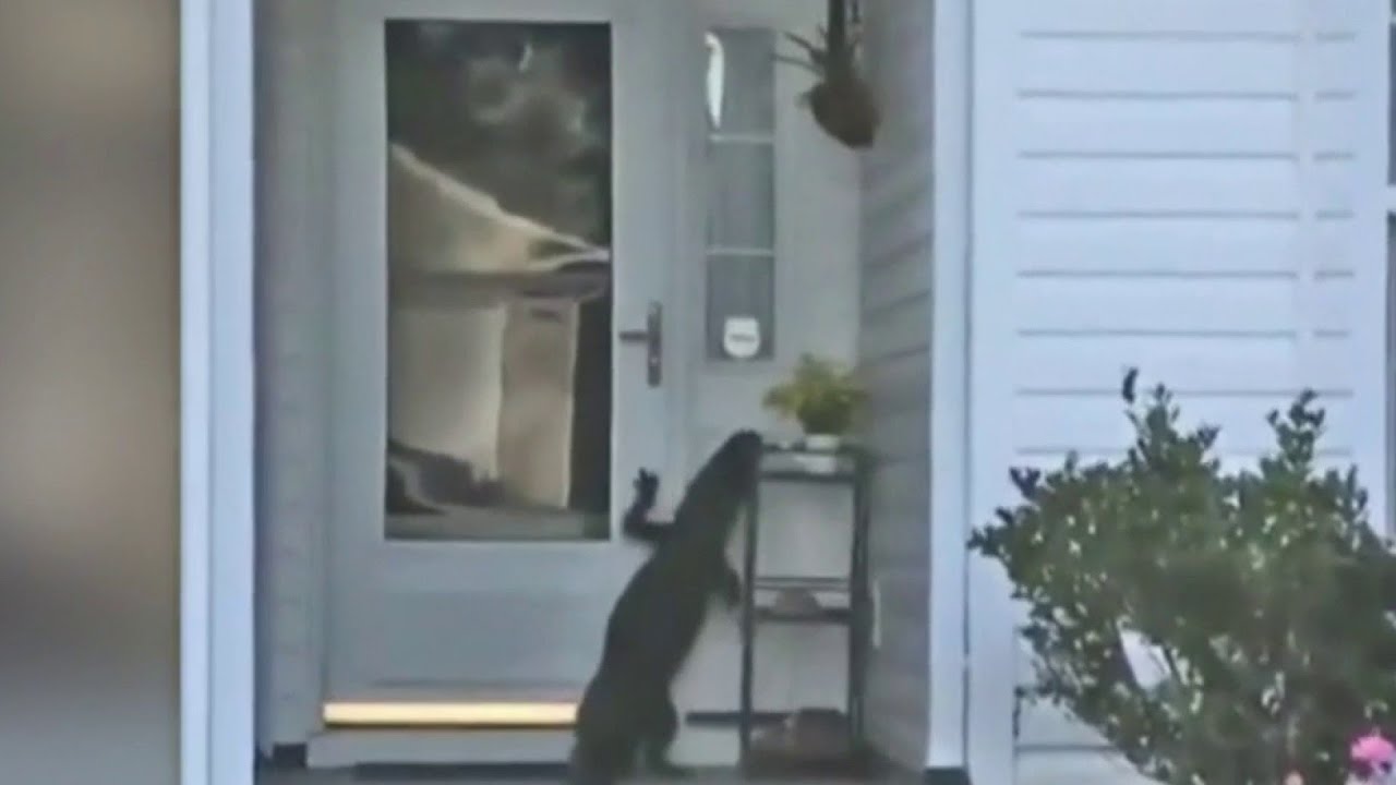 Alligator Knocks On Woman S Door In South Carolina Youtube