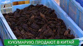Сахалинская кукумария продается в Китай