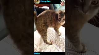 funny cat and dog videos #cat #dog #shorts #funny #funnycat #funnydog #cute #cutecat