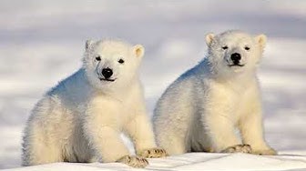 Polarbearday Youtube