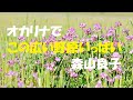 オカリナで「この広い野原いっぱい」(歌詞付き)森山良子