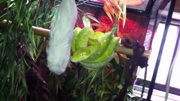 Green tree python feeding