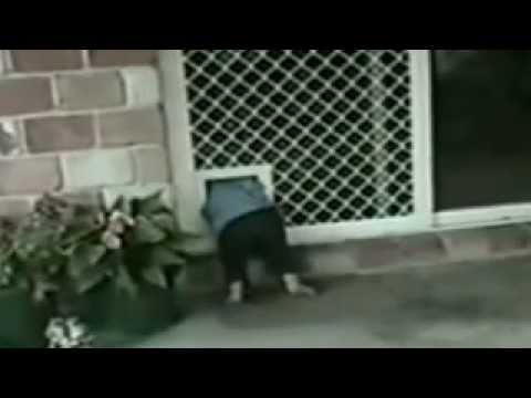 america's-funniest-home-videos-part-83