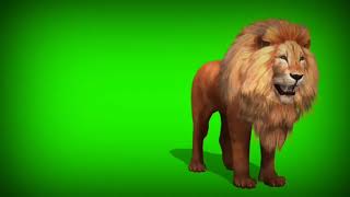 lion@tiger background  screen by chrome key,lion green screen real (footage)lion grenn screen Hd,4K