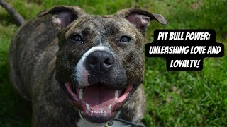 The Truth About American Pit Bull Terriers #pitbulldog #doglovers #animals