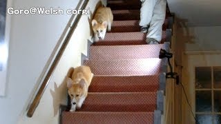 20131019 Part 6 cute corgi puppies down stairs / コーギー子犬 下り階段
