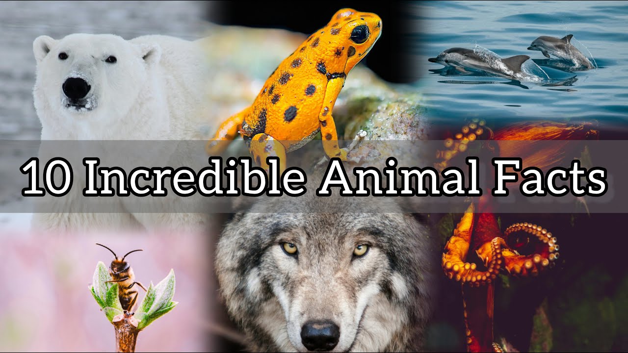 10 Astonishing Animal Facts You Won't Believe! - YouTube
