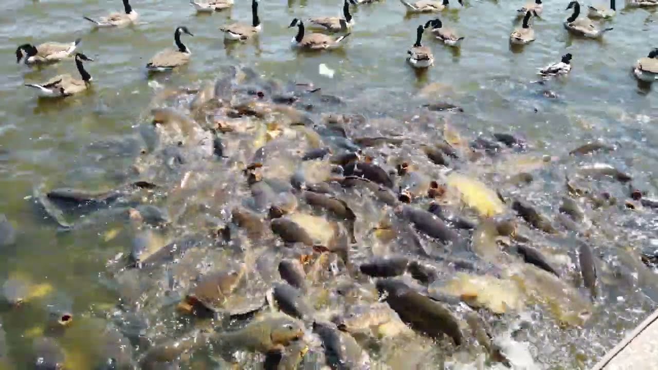 Insane Fish Feeding Frenzy Linesville, Pennsylvania Spillway YouTube