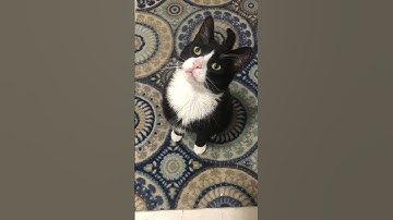 Kitty Surprise! #cute #cat #kittens #catnip #meow