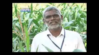 16 04 2015 integrated farming system for irrigated areas of karnataka dr nagaraju and okra varieties