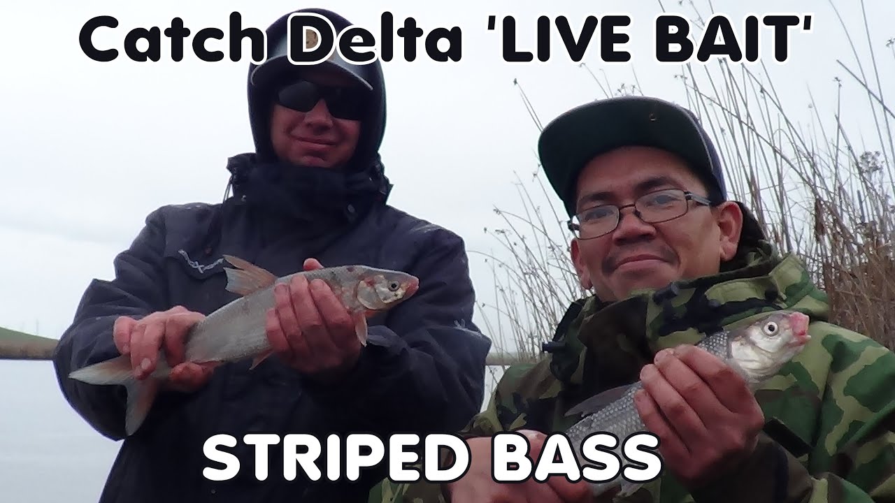 HOW TO CATCH ' LIVE BAIT '  FOR DELTA STRIPERS! 