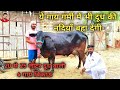 20 से 25 लीटर दूध वाली 4 गाय बिकाऊ। बहुत सस्ते दाम। 4 cows for sale at low prices.