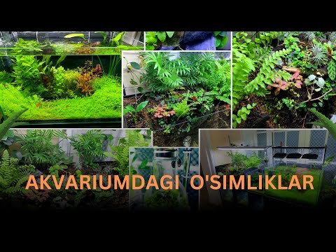 Video: Akvarium o'simliklari. Cryptocoryne Wendt: naslchilik va parvarish (foto)