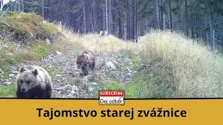 Tajomstvo starej zvážnice 1️⃣ (Medvede, vlci, jelenia ruja) ⛰🐻🦌🐺⛰