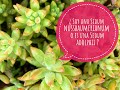 ¿ Es una Sedum nussbaumerianum o es una Sedum adolphii ?