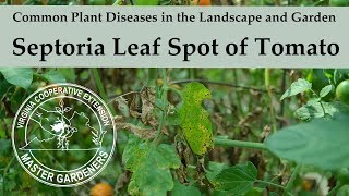 Septoria Leaf Spot on Tomato - Common Plant Diseases in the Landscape and Garden