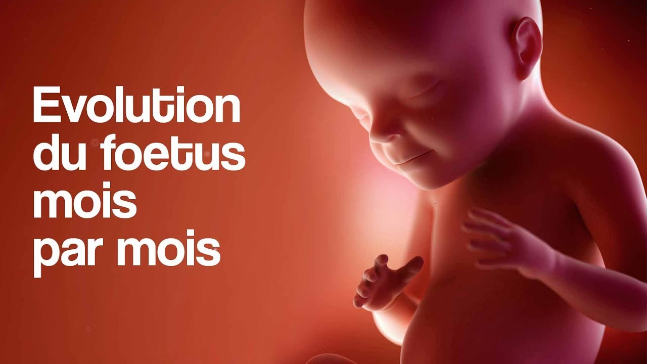 L Evolution Du Foetus Mois Par Mois Youtube