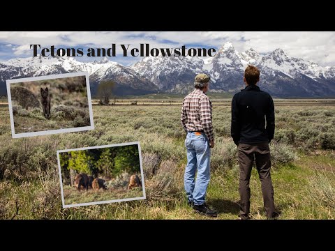 Traveling through GRAND TETON and YELLOWSTONE, photographing GRIZZLY BEARS, a WOLF and more!