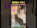 猫を狙って刺してるの可愛すぎ😂【チャッキー犬】 #犬 #dog #猫 #cat
