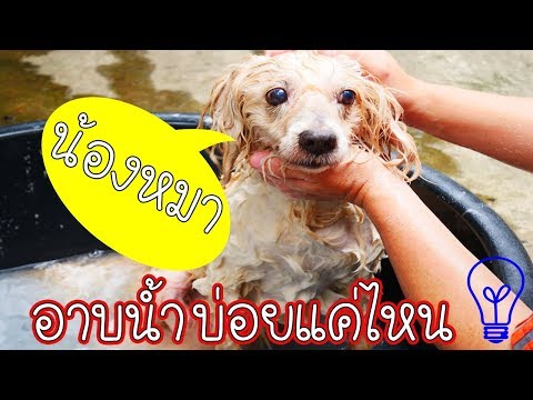 วีดีโอ: คุณควรอาบน้ำสุนัขบ่อยแค่ไหน?