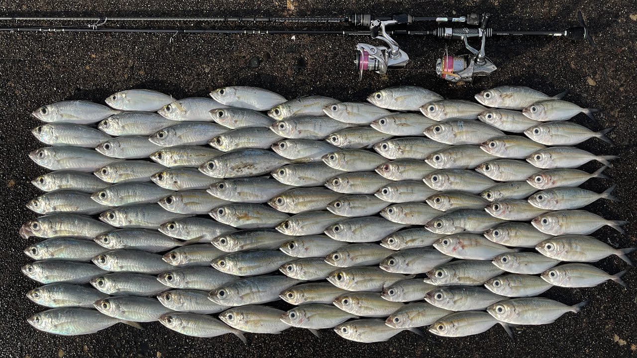 Ajing アジング - Back at Grande Island