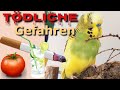 10 TÖDLICHE GEFAHREN für Wellensittiche🤯🚬