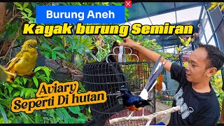 Download Lagu Diy Bird Aviary Outdoor(Indahnya Aviary ini!!serasa di Hutan). MP3