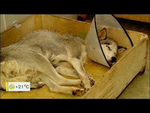 ნაწამები ციმბირული ჰასკის გაუმჯობესებული ჯანმრთელობა და ცნობილი მუსიკალური ალბომების კრეატიული გაგრძ