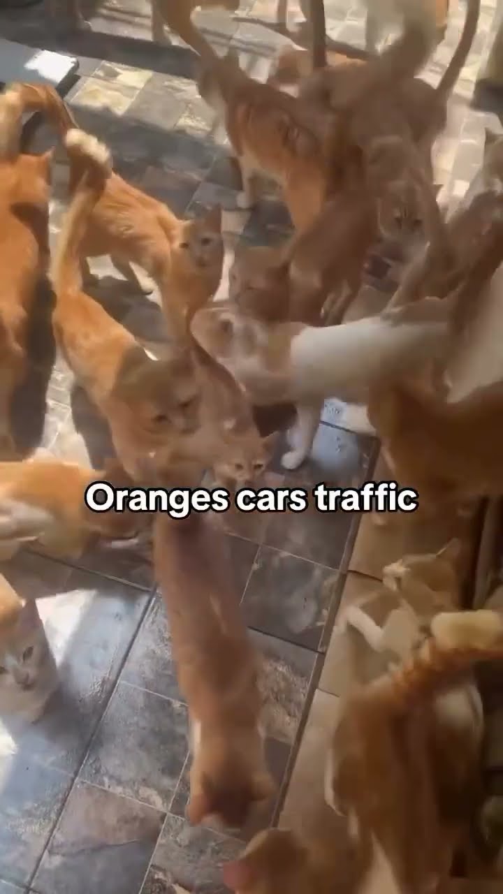 Kittyo like traffic traffic wham wham I cant get past them