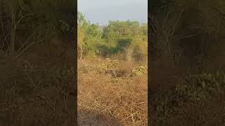 Elephants at mayar road