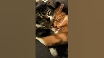 Things LISA reminds me of ✨ #phonk #music #edit #kpop #trending #blackpink #lisa #shorts