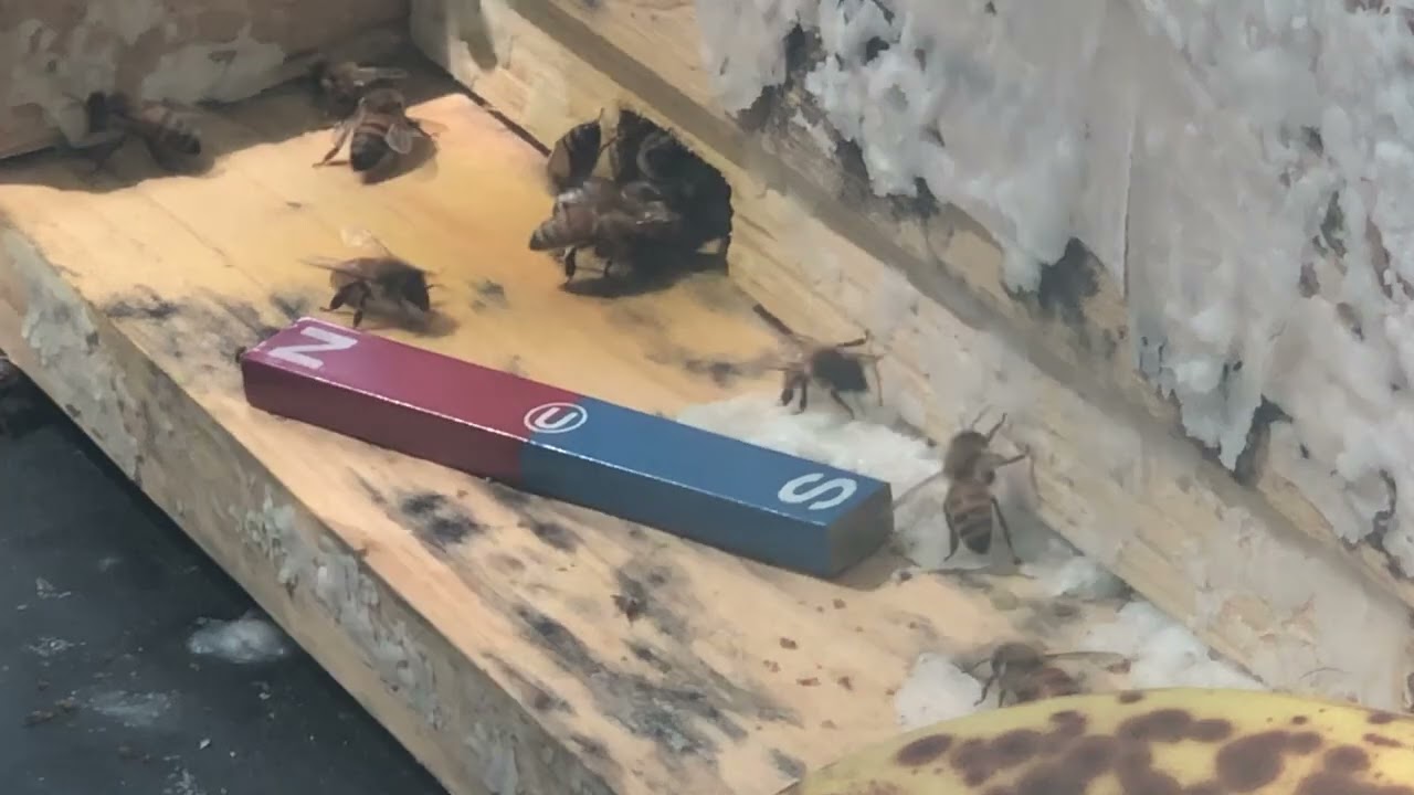 Bees React to a Magnet - Season 1, Episode 4