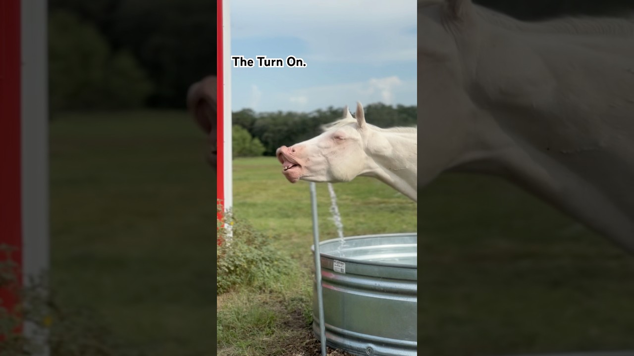 Он знает, как с этим работать. 