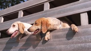 At the Iroquois Steeplechase, the foxhounds kick off the horse races with a howling fun dog parade