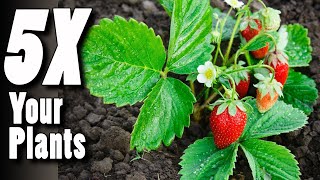 Transplanting Strawberry Runners Cut From The Mother Crown! How To 5X Your Plants Every Year!