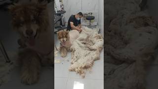 cute and funny animals 인제 날라다니겠다! #shorts