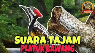 Suara Masteran PLATUK BAWANG, Lebih t4jam bikin lawan diam