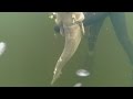 подводная охота река Ингул Николаев,раки,сом,щука,караси