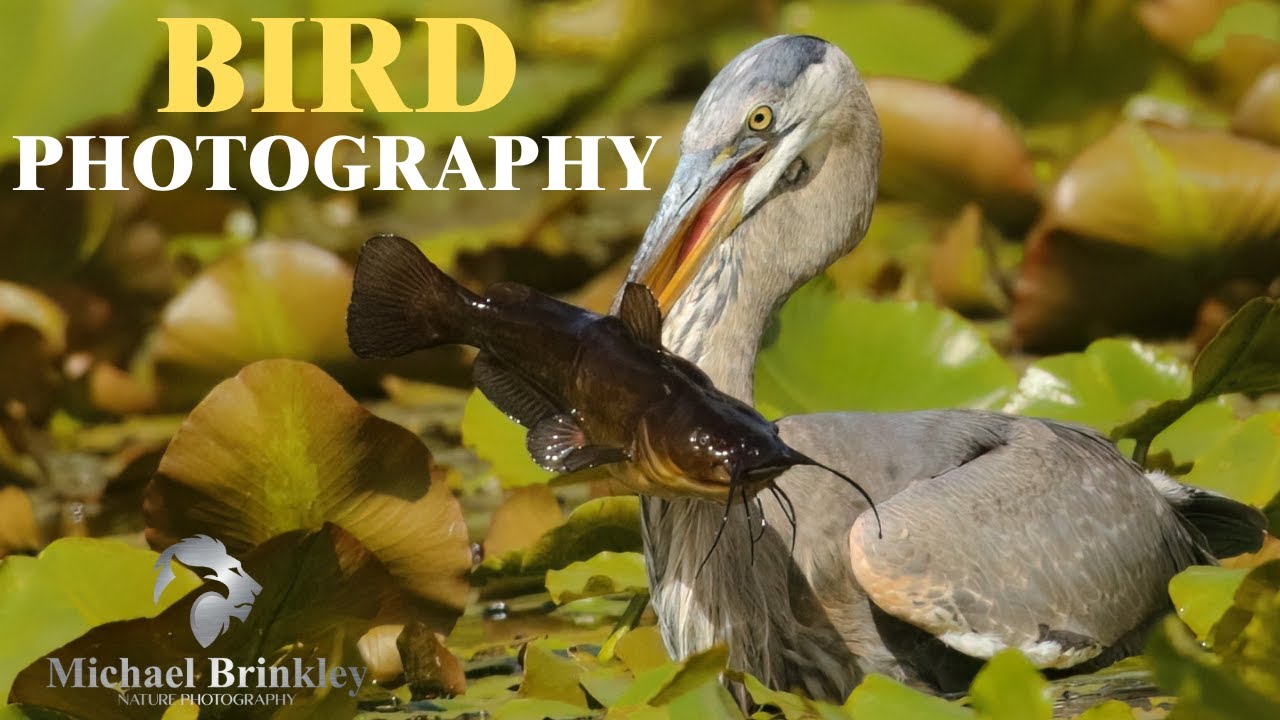 Beautiful Bird Photography YouTube