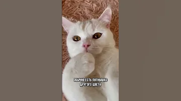 6 фактов про белых кошек, которые ты точно не знал #коты #кот #shorts