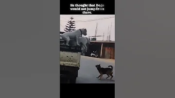 He Thought That Dogo Would Not Jump From There Huntingdog Dogoargentino Explore Viralvideo 