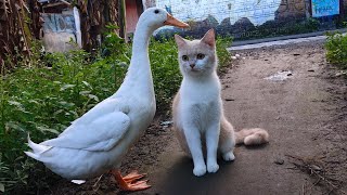 These cats and ducks play in an unforgettable garden🐈🦢💖 by Cat kucing 1,030 views 4 weeks ago 8 minutes, 14 seconds