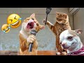 Funny animalss funniest cats and dogs 2024