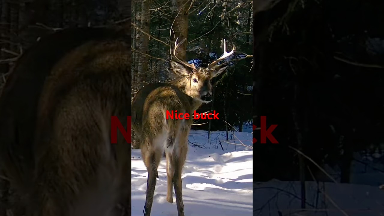 A young buck displays energetic Maine whitetail deer behavior in the snow.