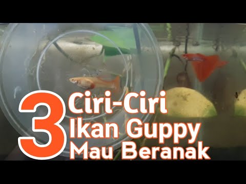 Video: Kapan guppy siap melahirkan?